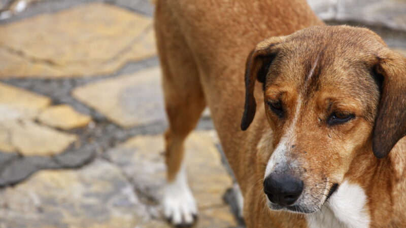 Sevgi Yolu’ndaki köpekler ve atlar arasında gerilim